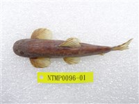 藏品(臺灣纓口鰍)的圖片